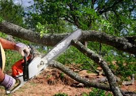  Buena, NJ Tree Care Pros