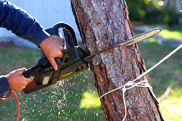 Trusted Buena, NJ Tree Care Experts