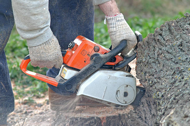 How Our Tree Care Process Works  in  Buena, NJ